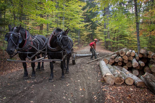 two horses assisting with logging