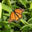 A bright orange monarch butterfly with black and white markings on its wings rests on vibrant green leaves.
