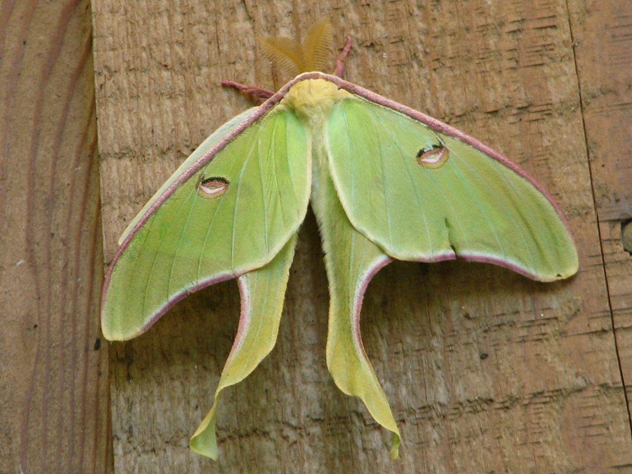 green moth