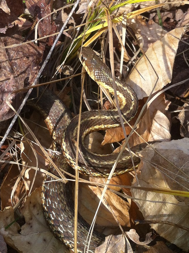 snake on leafy forest floor