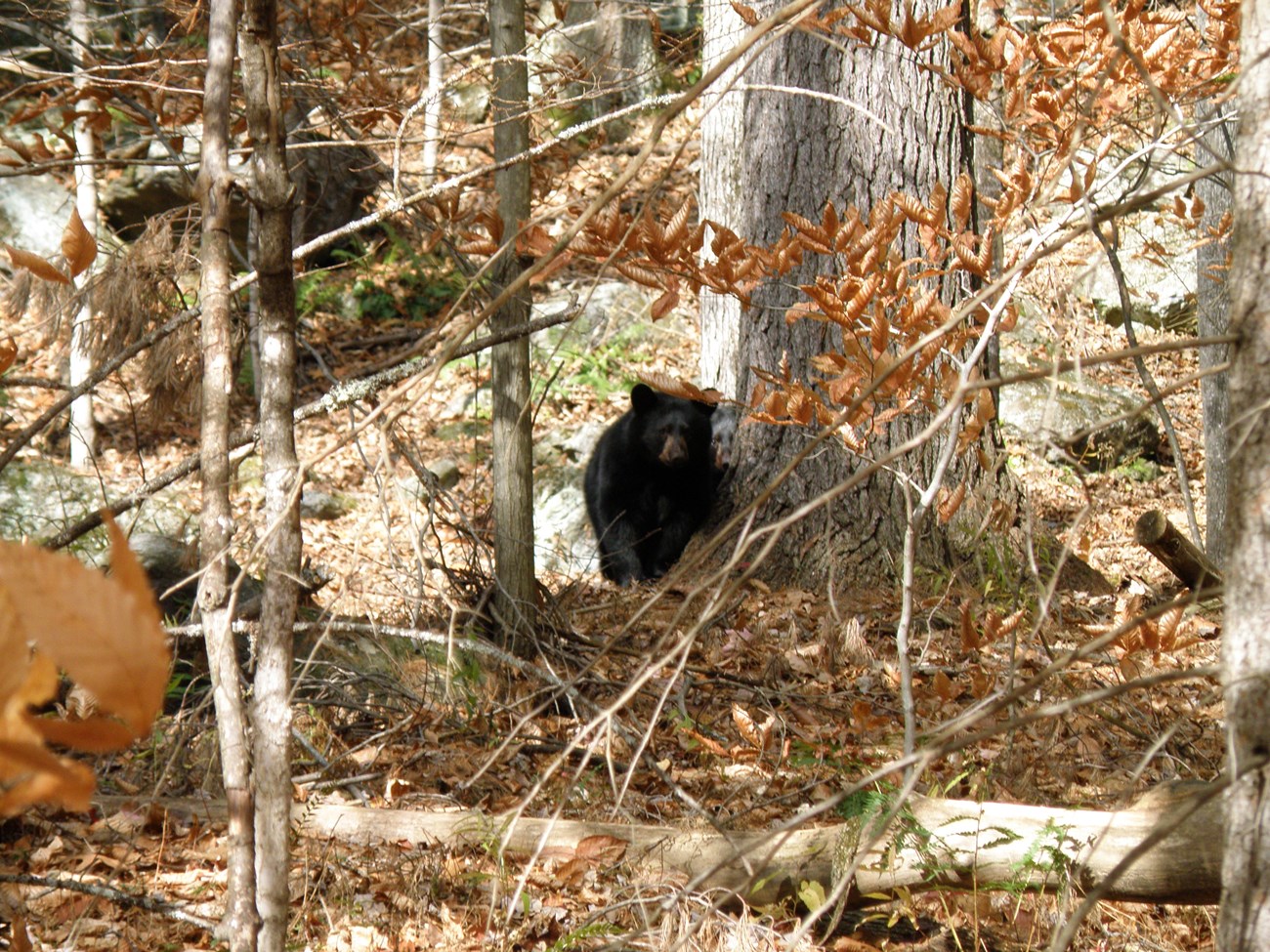 black bear in the distance among trees in fall foliage