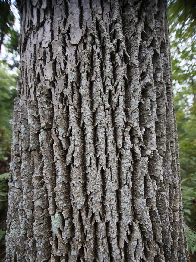 ash tree bark