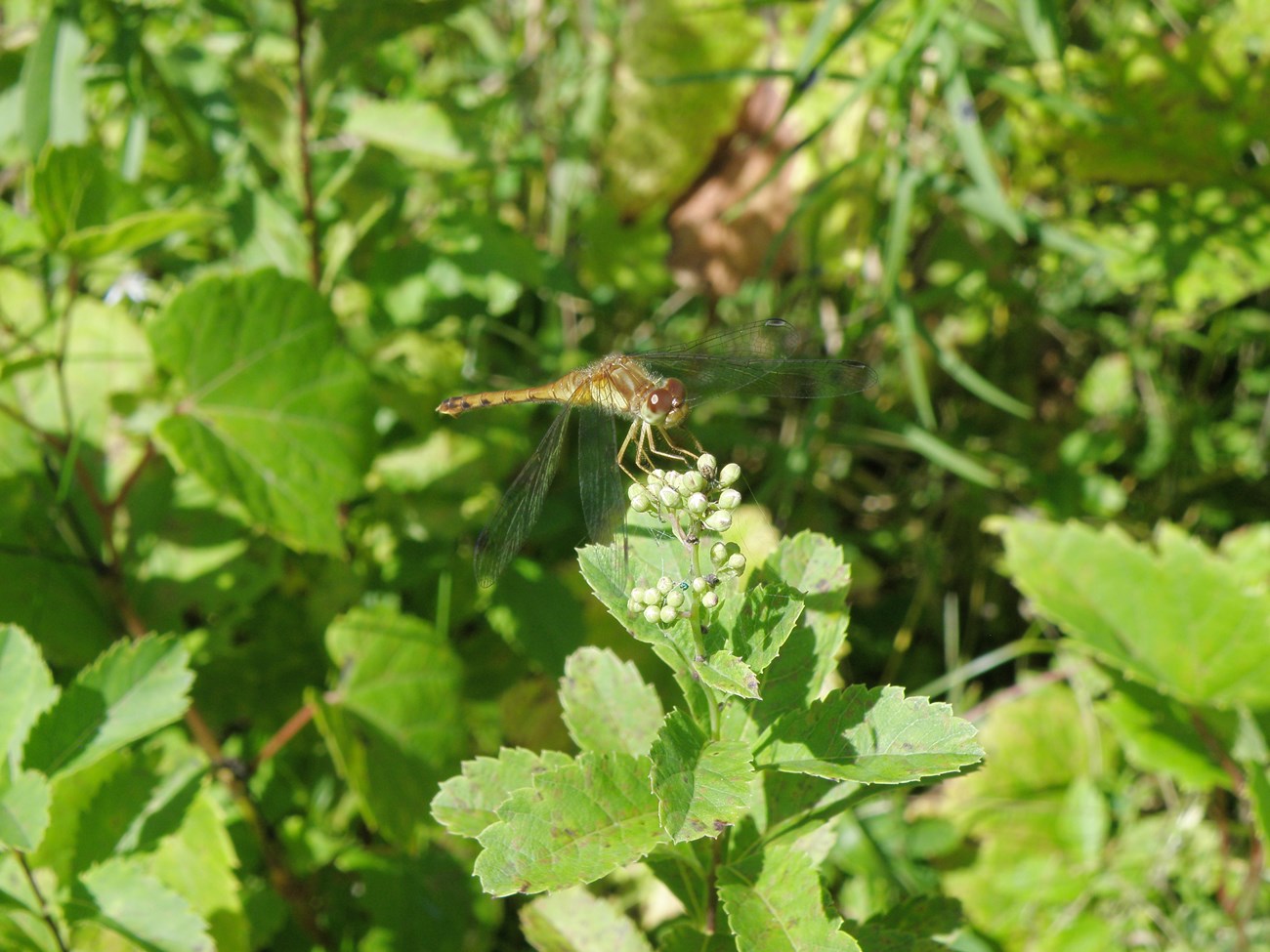 dragonfly in shrubbery