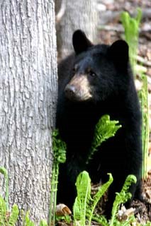 Black Bear looks out from behind a tree
