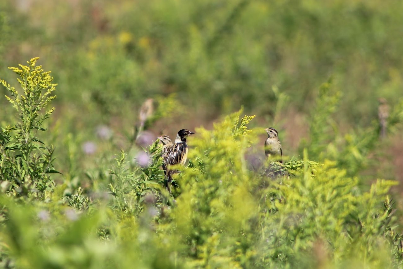 3 bobolink ground birds in field