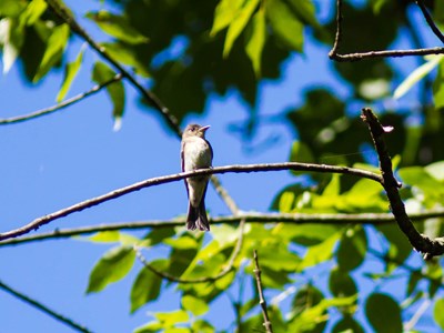 Small gray bird sits on a branch with blue sky behind