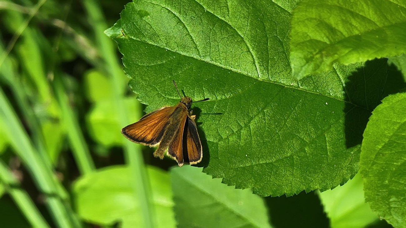 orange moth on leaf