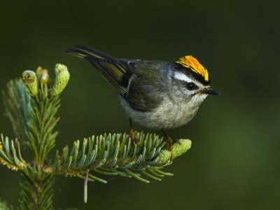 Golden-crowned Kinglet 400x300 Wikimedia Commons
