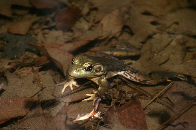 green frog swimming