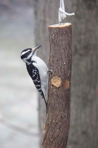 Hairy Woodpecker on log feeder