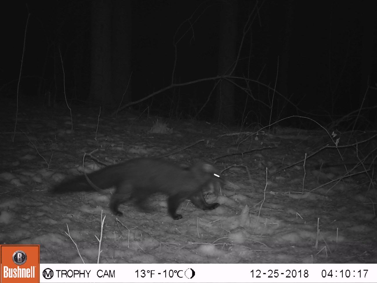 black and white game camera footage of fisher with animal in mouth