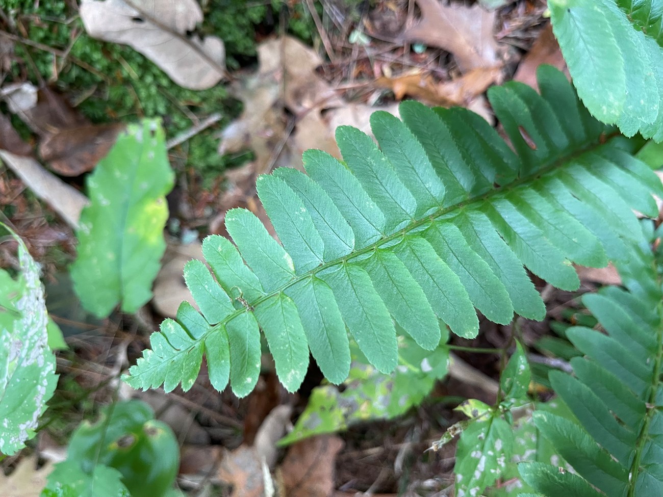 close up photo of christmas fern