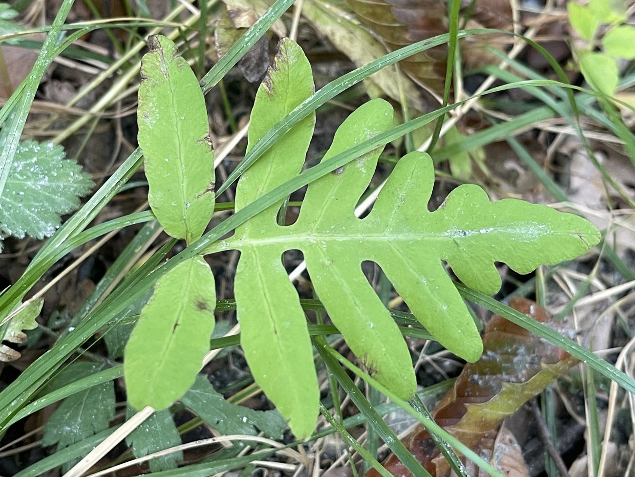 close up of sensitive fern