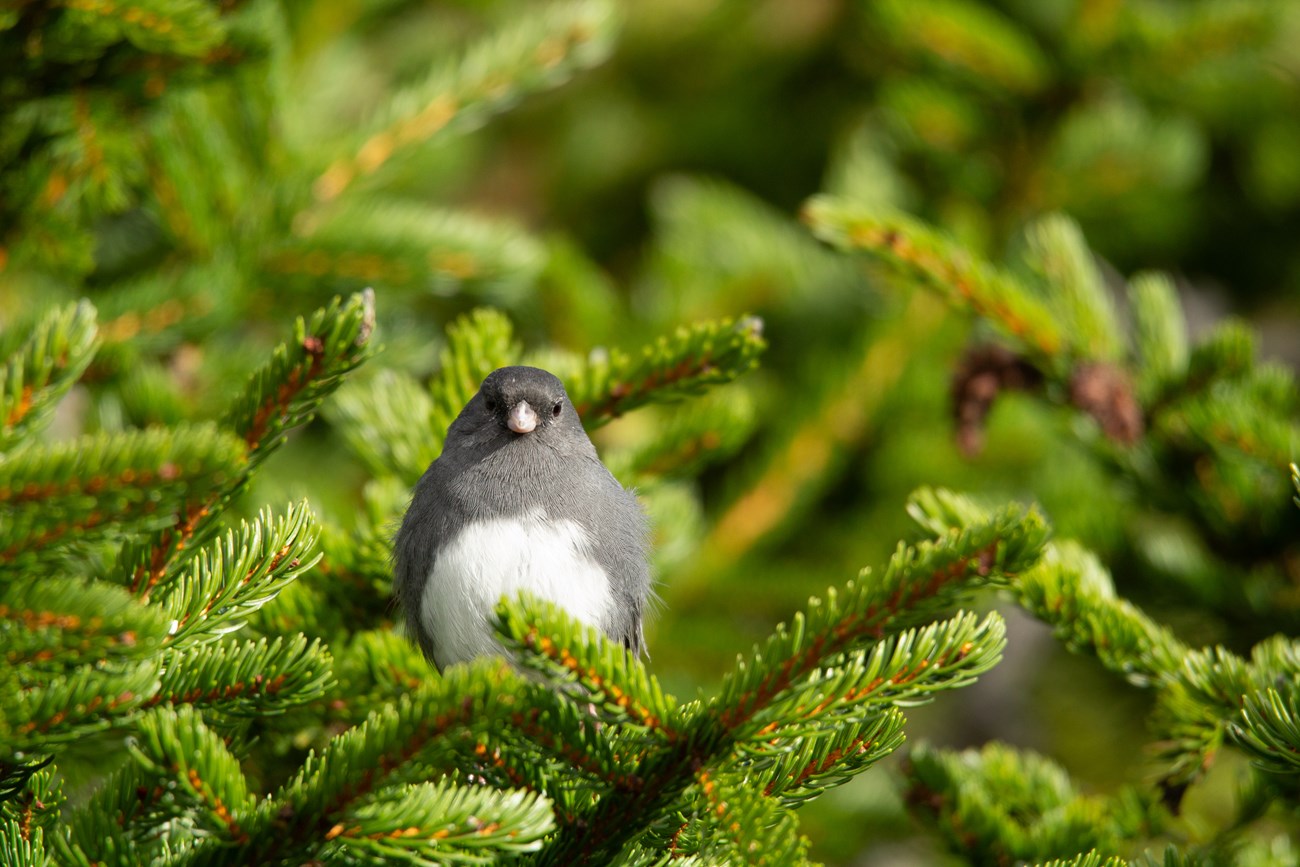 dark eyed junco in tree