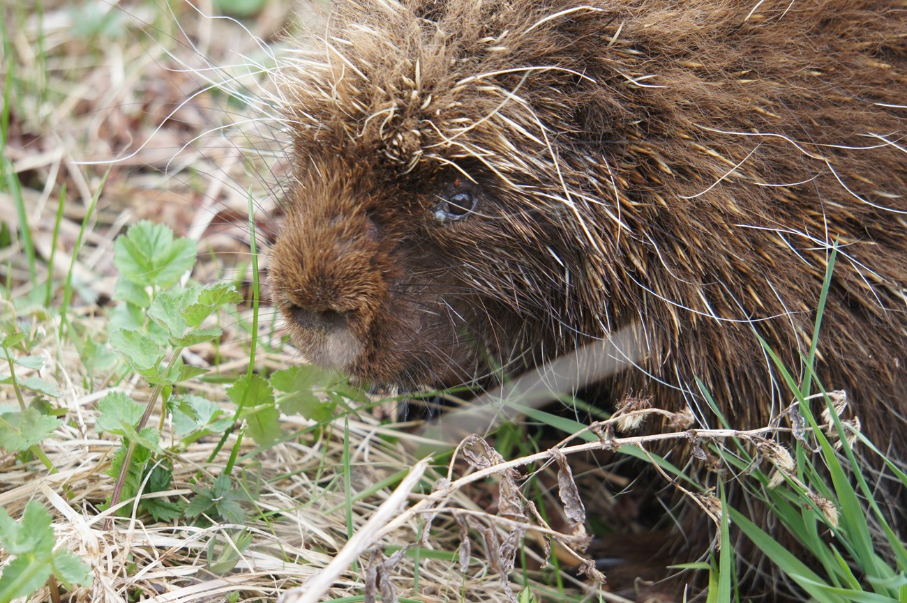 close up of porcupine head