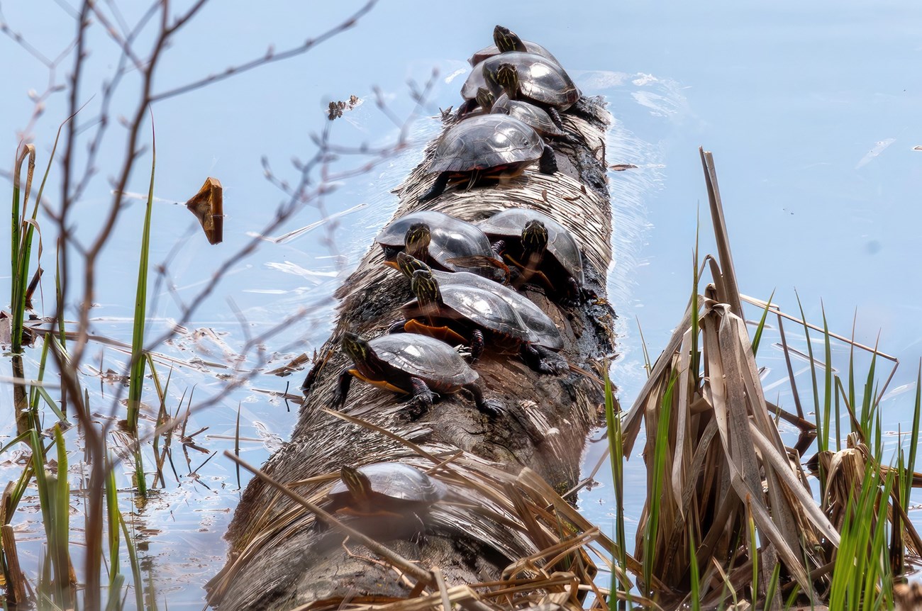 painted turtles sunning on a log