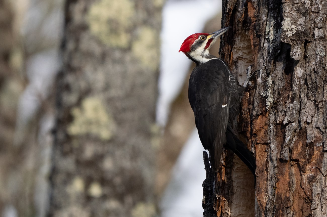 pileated woodpecker on tree