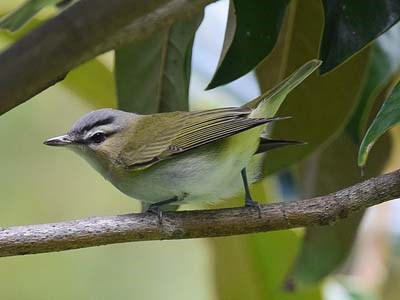 Red-eyed Vireo bird on branch Wikimedia Commons