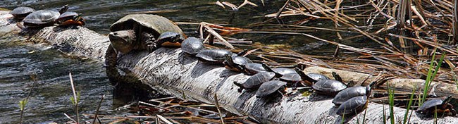 Snapping Turtle and 17 Painted Turtles