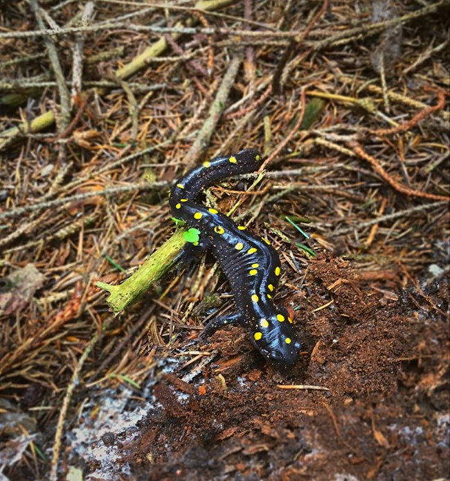 spotted salamander walking on forest floor