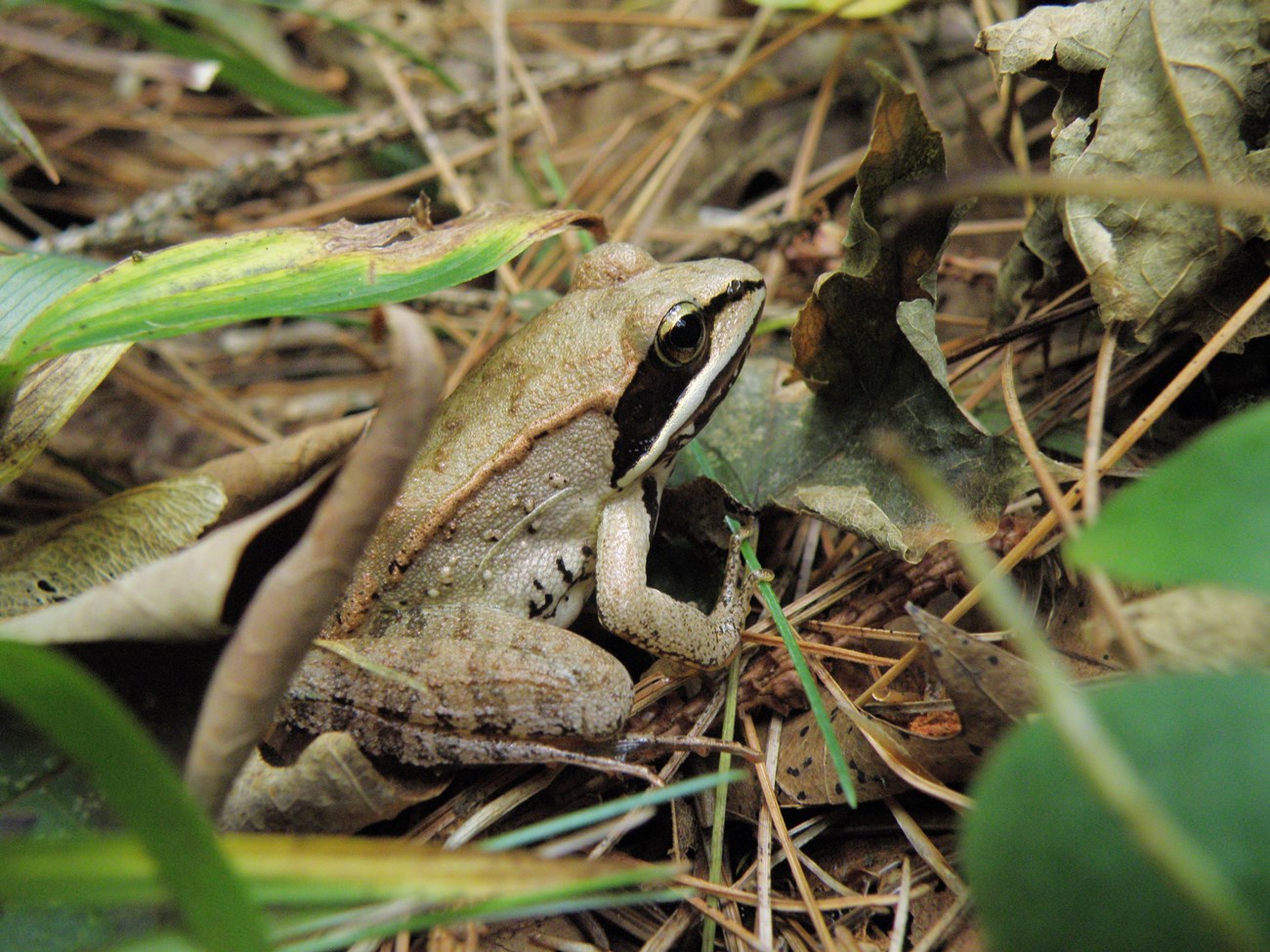 wood frog sitting on forest floor