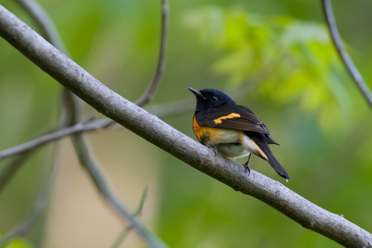 American Redstart male black bird with orange coloring