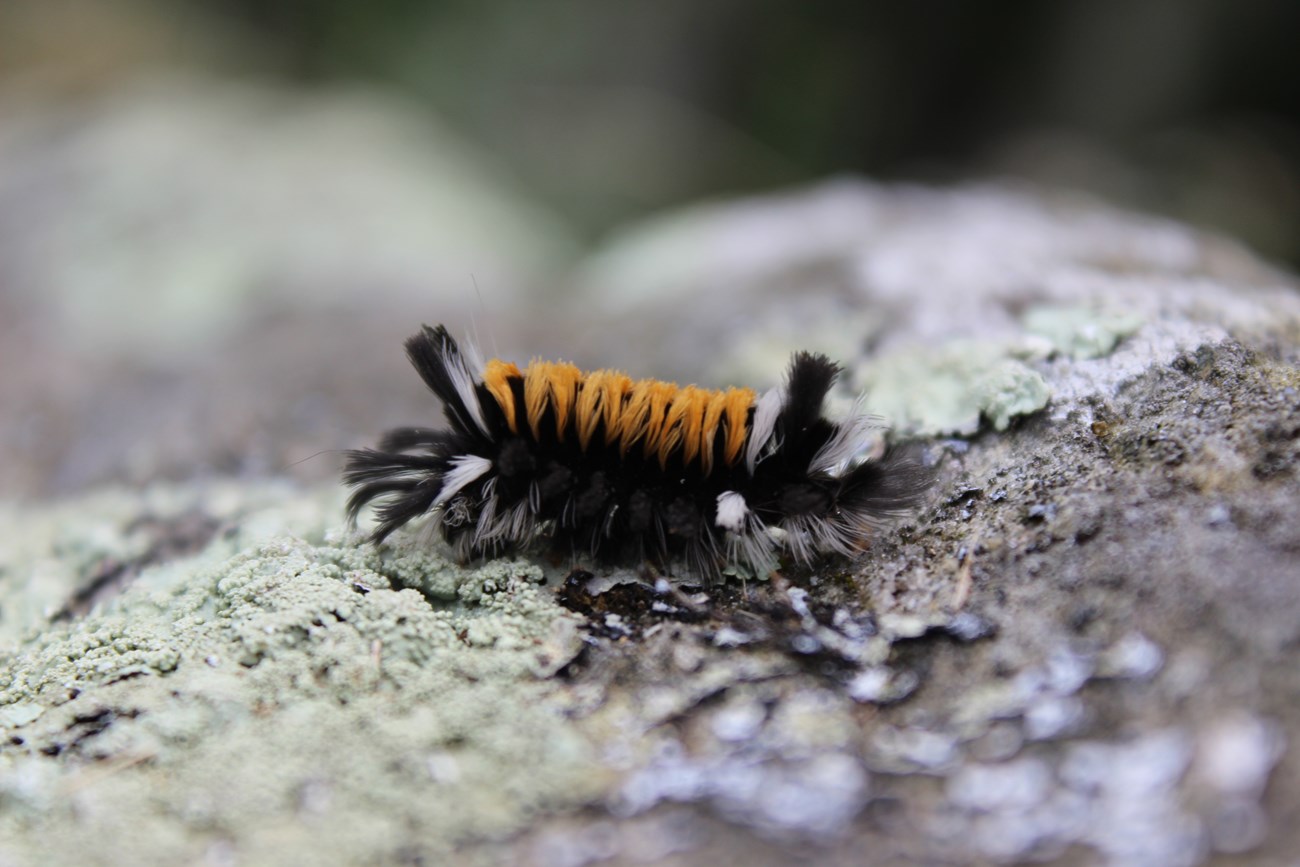 black, orange, and white furry caterpillar