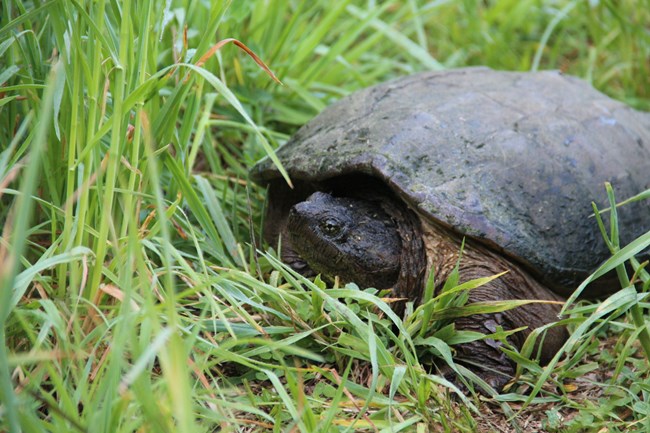 Snapping turtle in grass