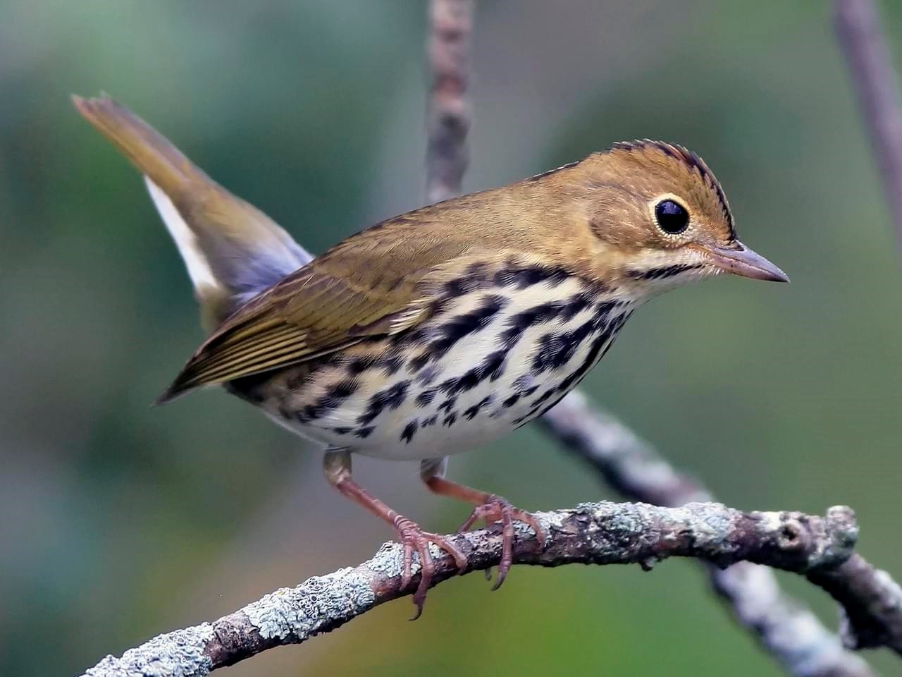 ovenbird in tree