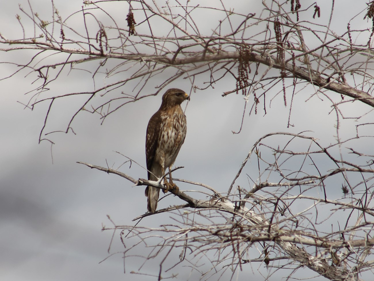 Red-shouldered Hawk in leafless tree