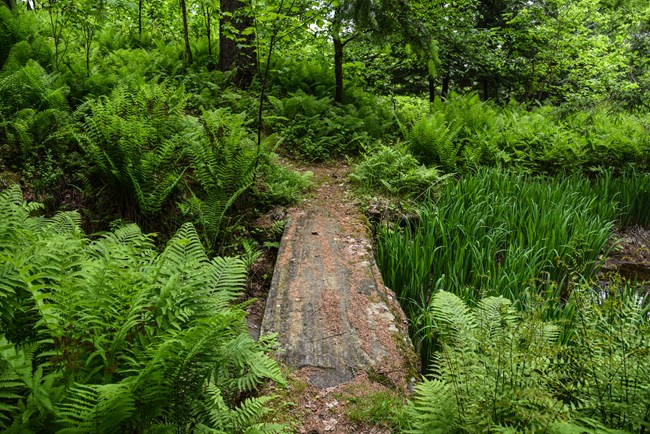 trail with ferns on either side