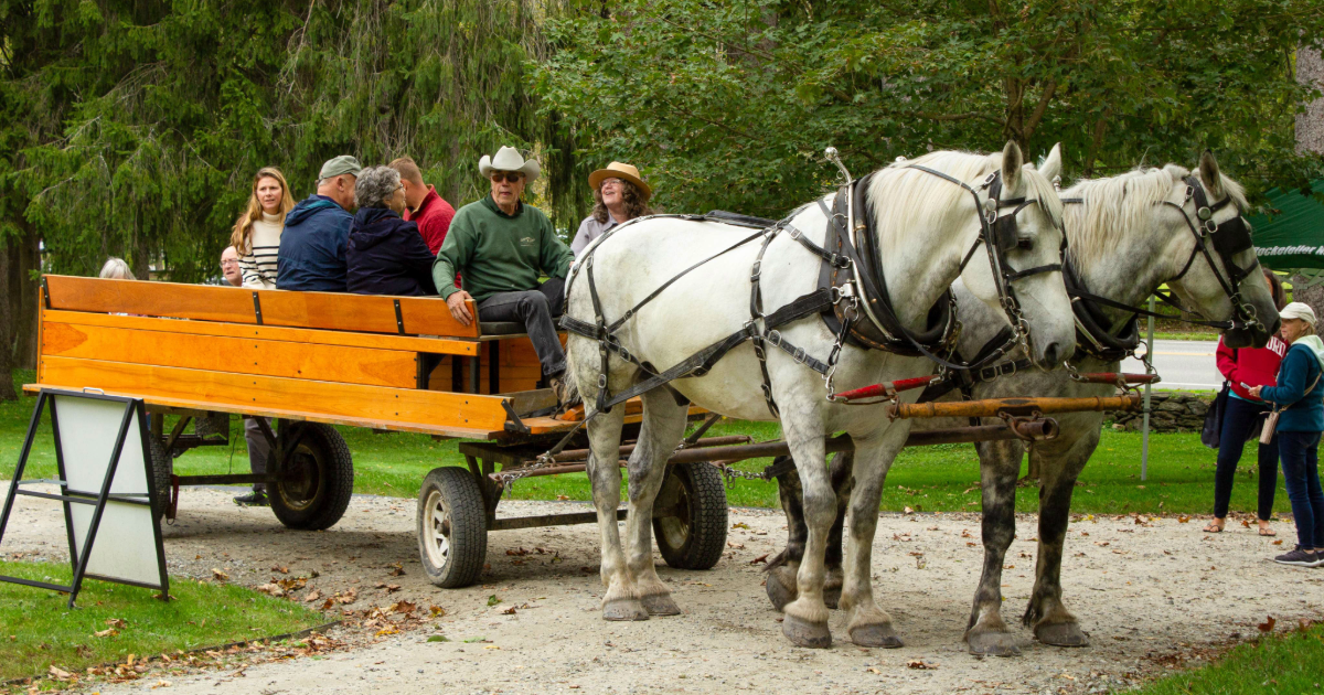 Horse and carriage led by two white horses, driver and park ranger sit in front, visitors are in wagon