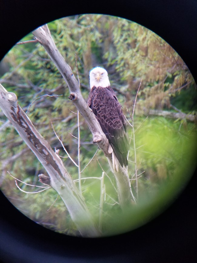 Bald Eagle