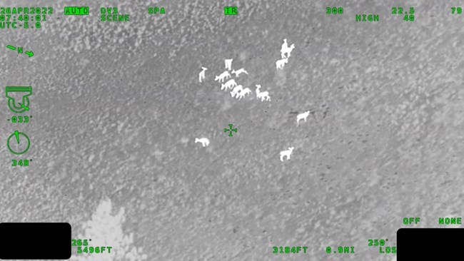 An infrared aerial image of a group of featureless deer shapes on a grainy black and white background.