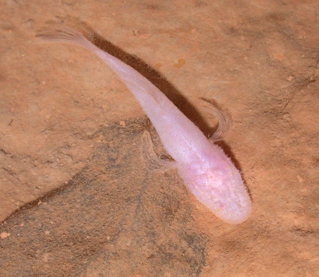 A small fish that looks pink in color.