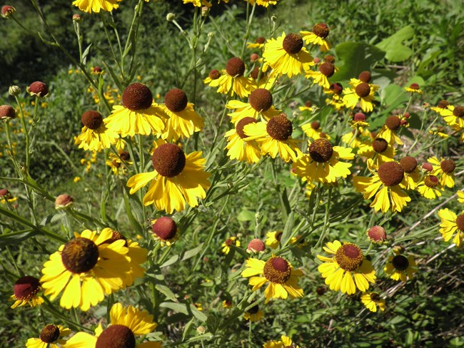 Wild growing yellow flowers