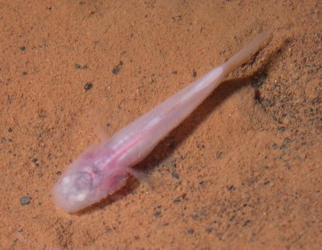 A small fish that is pink in color