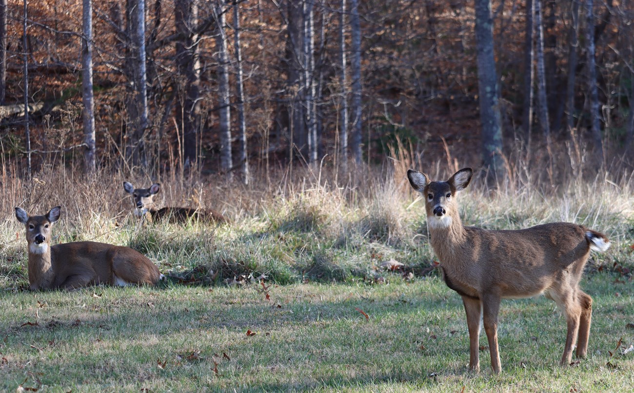 Three white-tailed deer at the edge of a grassy wooded area.