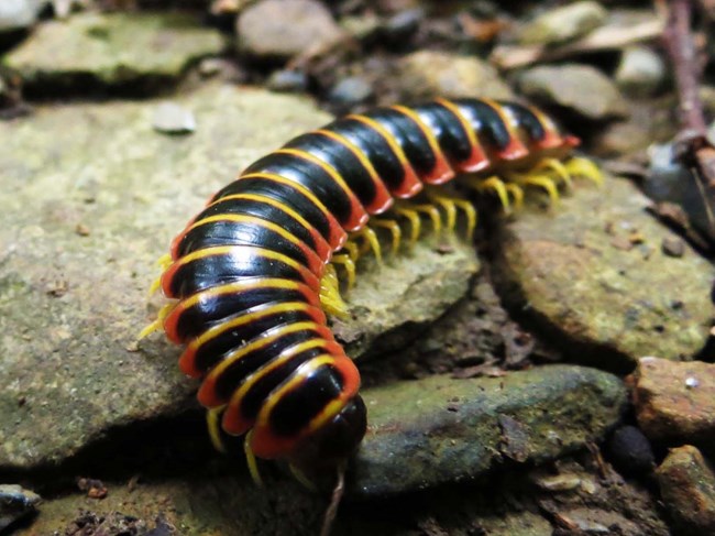 black-and-gold flat millipede