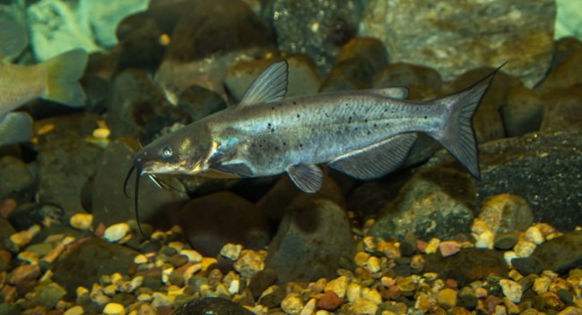 A catfish in an aquarium tank