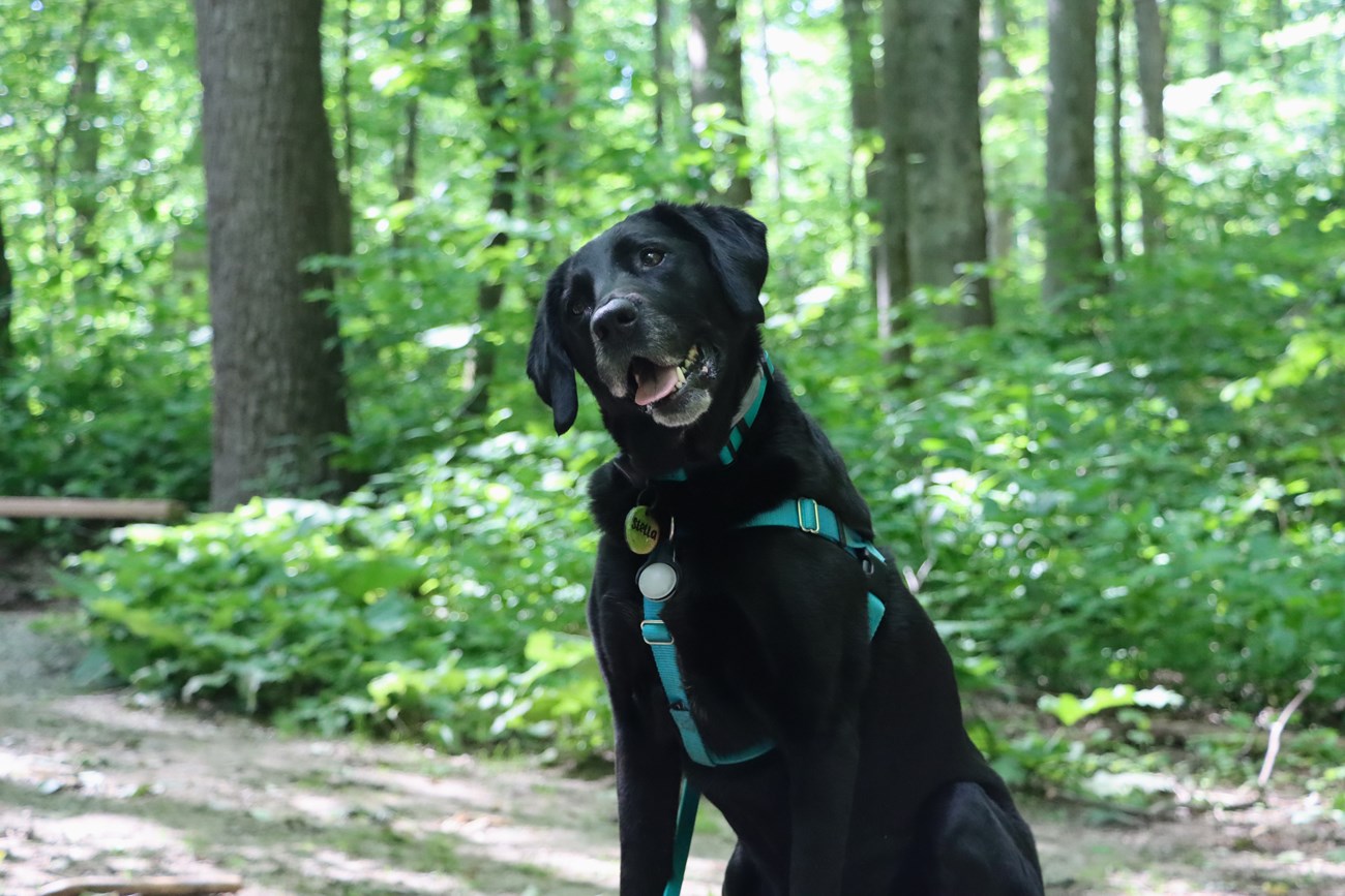 A black dog wearing a light blue harness, collar, and leash sits in the woods.