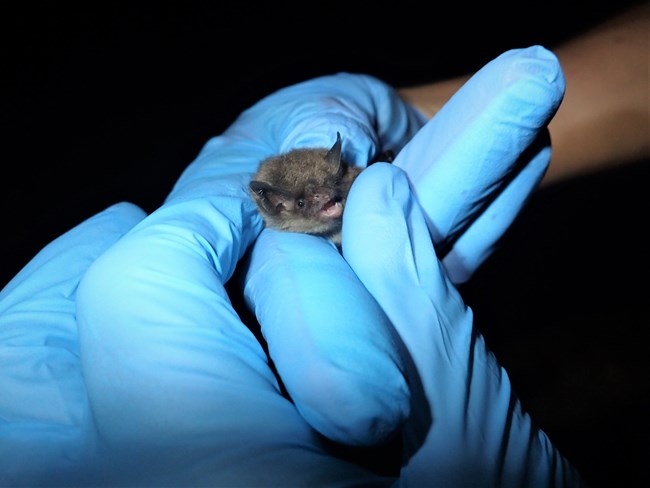 A small brown bat is held by a person wearing gloves.