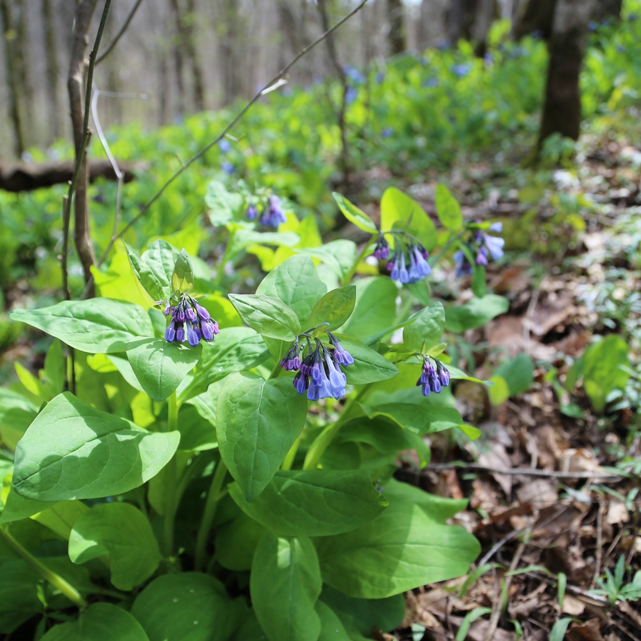 Vivid blue, bell-shaped flowers on a plant with wide green foliage.