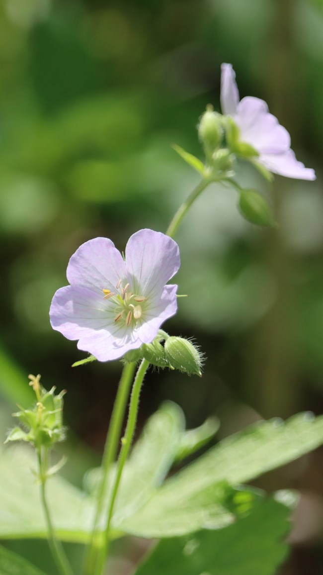 Pink wildflowers with green foliage.