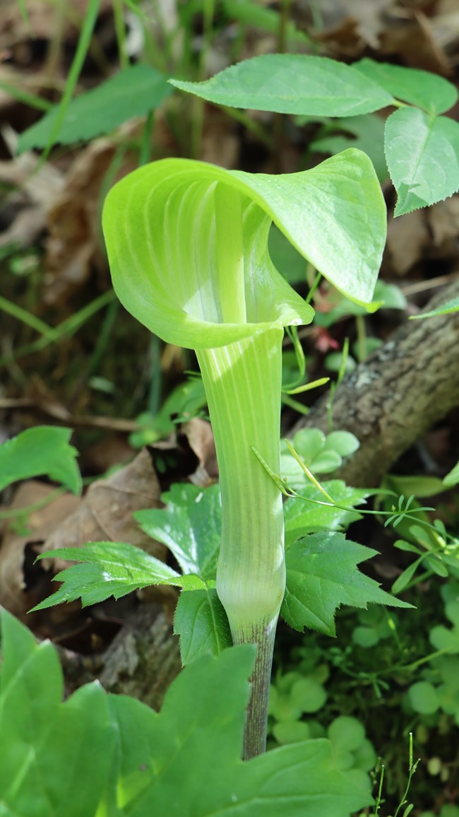 A tall, slender green wildflower with a large curved bloom.
