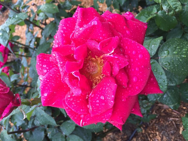 Rained on Fuchsia Color Rose