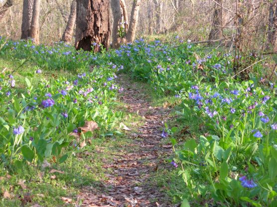Virginia Bluebells