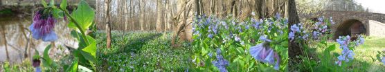 Bluebells