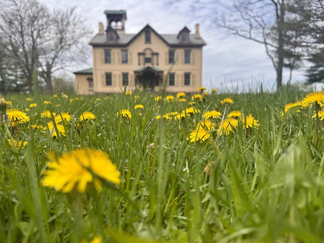 Dandelions and tall grass grow in front of Lindenwald.