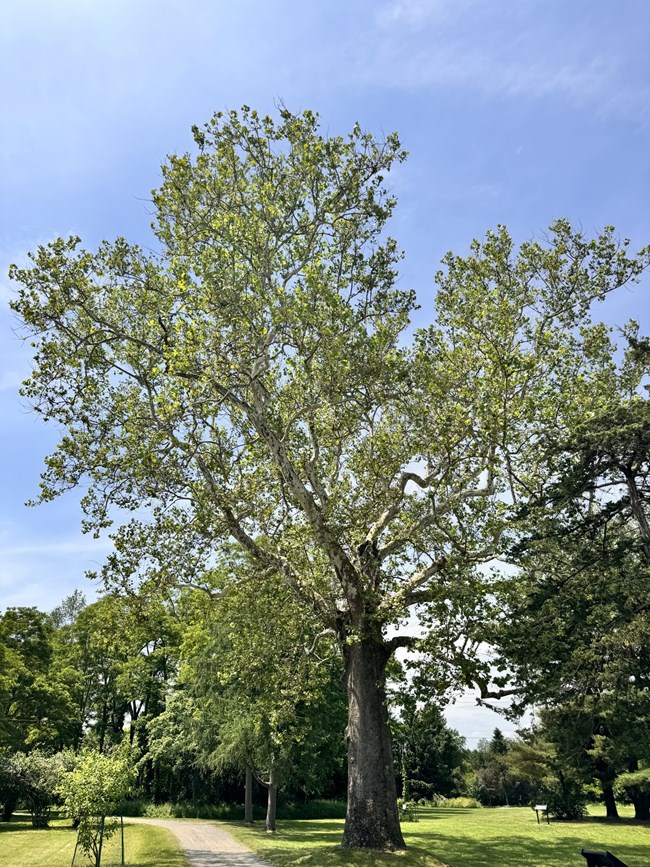 A large sycamore tree, leafing out.